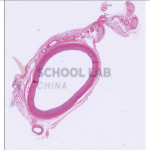 Prepared Microscope Slide Set - Respiratory and Circulatory System - Set of 10 Slides